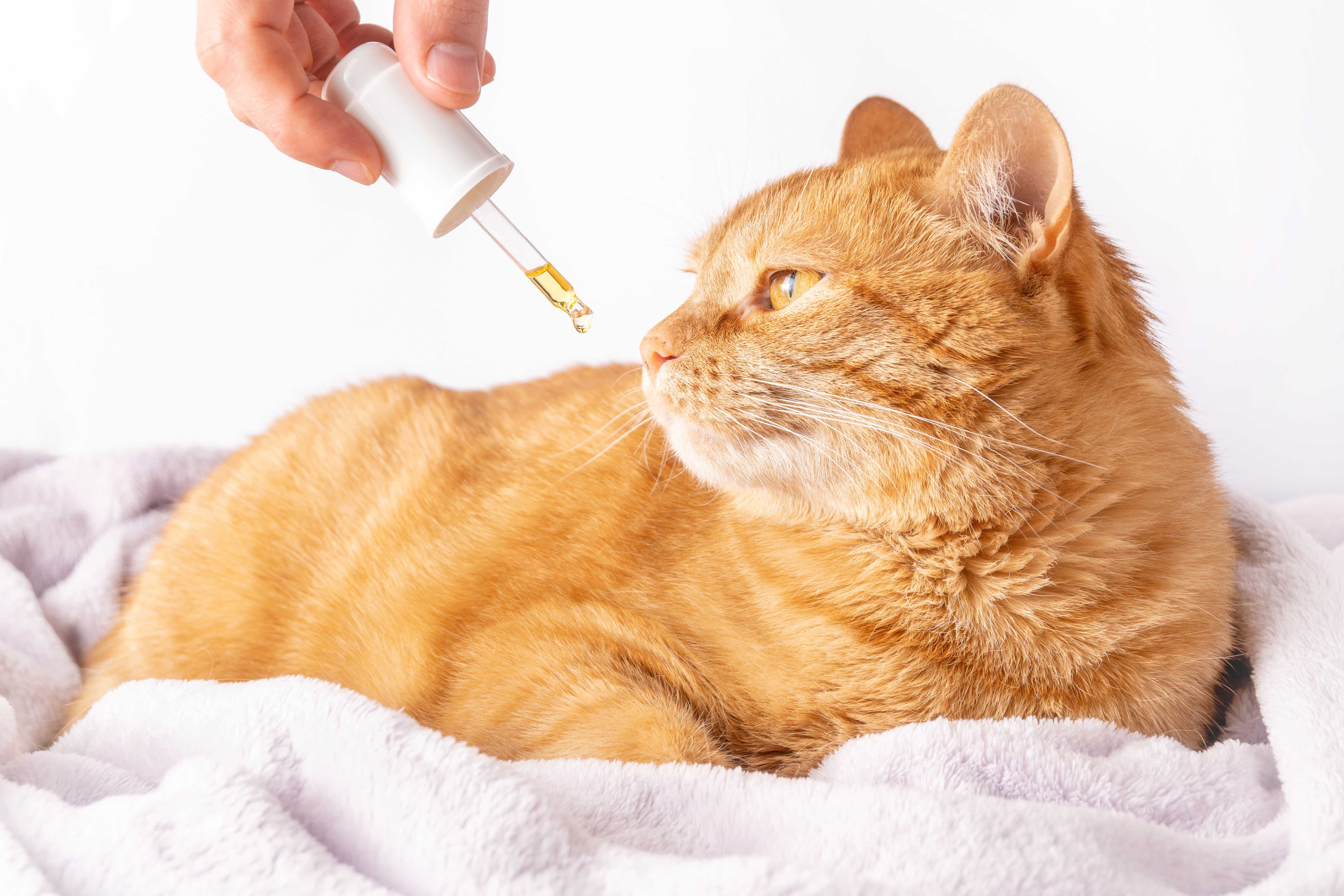 Cannabis Medicinal para Pets Landing Hero Image